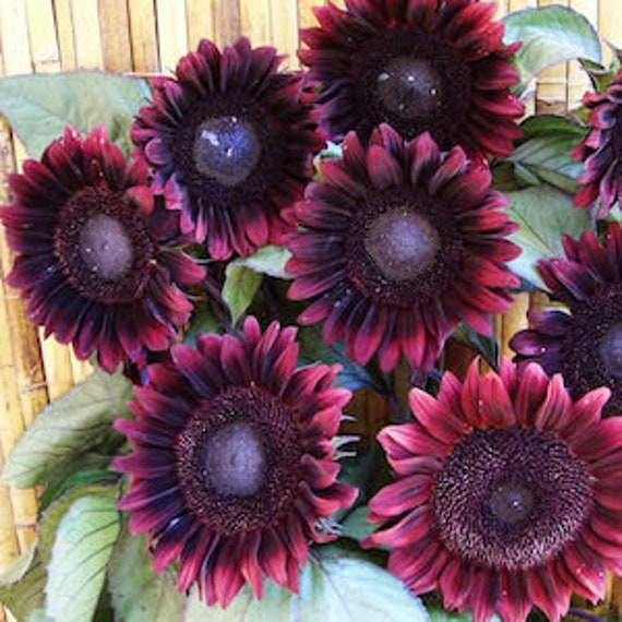 Chianti sunflower deals