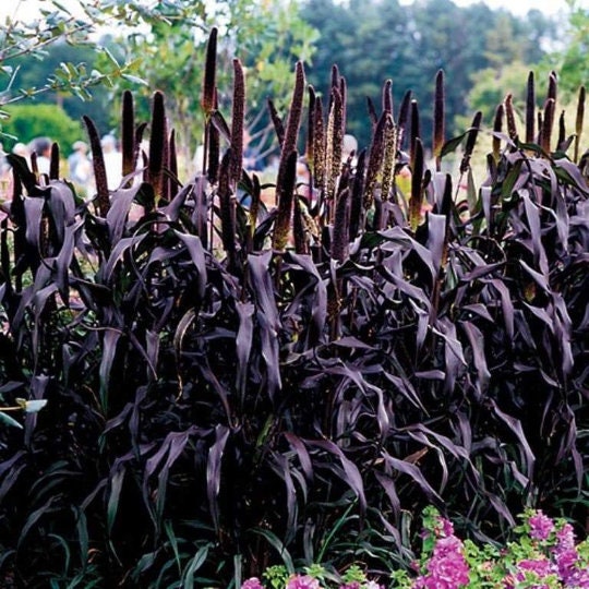 SUPER SALE - 3 Pack BLACK Majestic Pennisetum Fountain Grass Tall Grows 6' Feet Perennial Ornamental 1 Live Plant Clumping