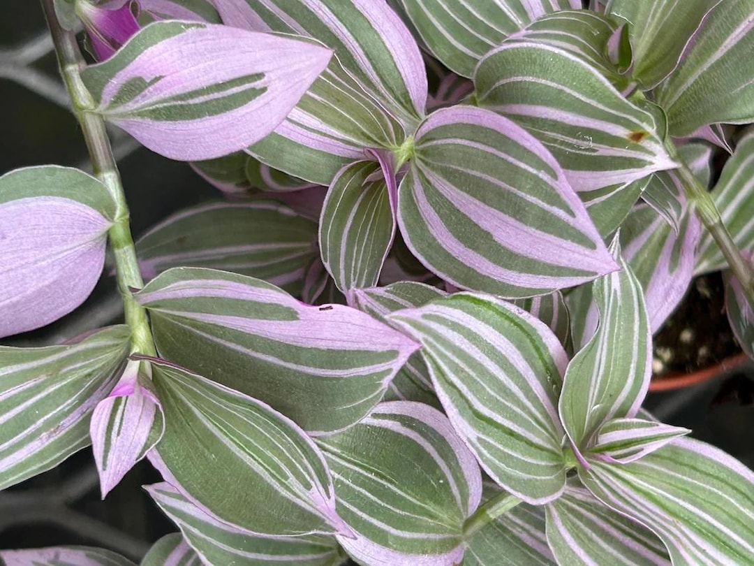 サキナ lavender SUPER SALE - Lavender Fluminensis Tradescantia - Etsy Canada