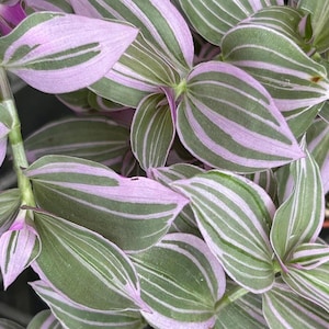 SUPER SALE - Lavender Fluminensis Tradescantia