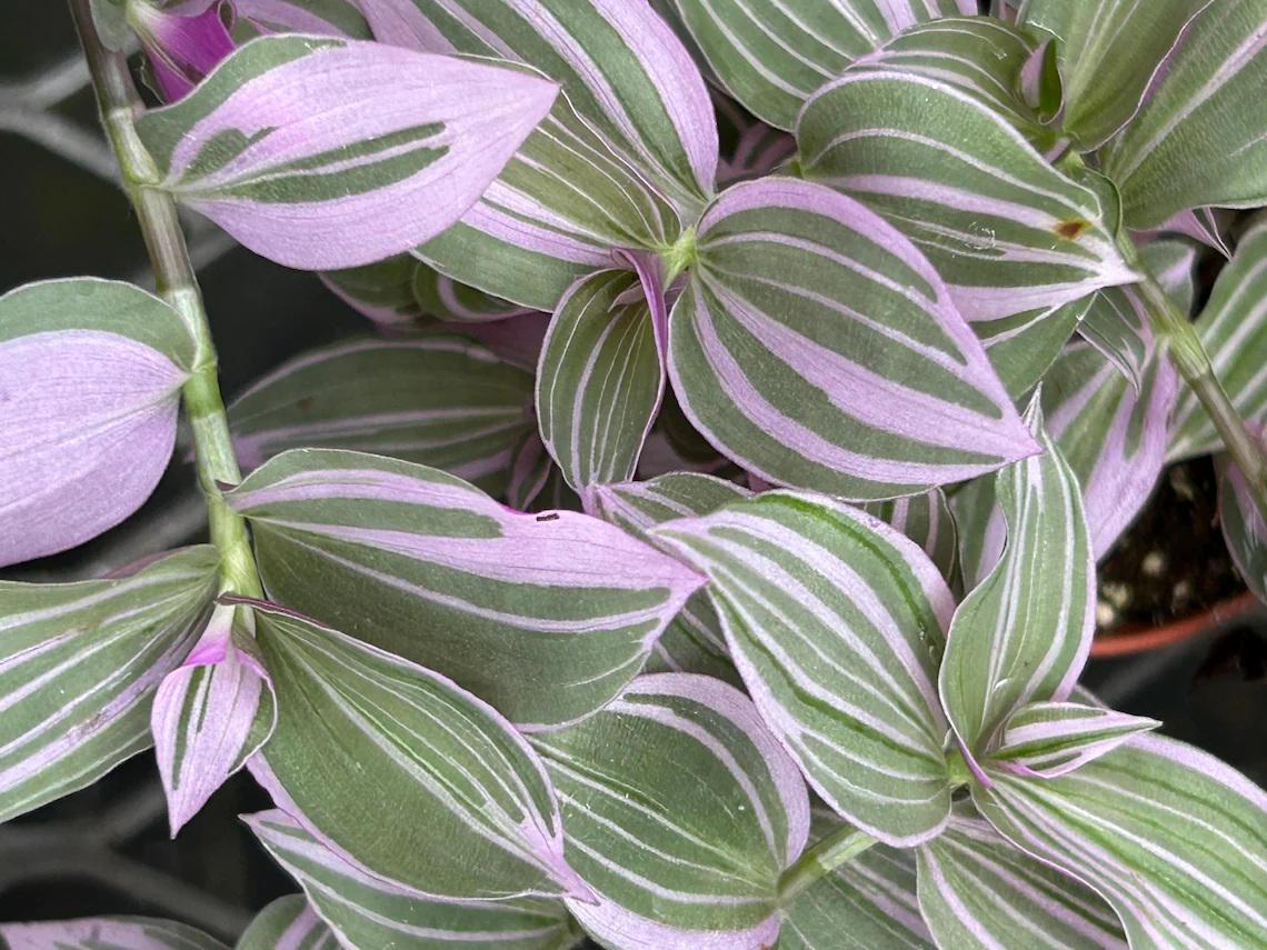 SUPER SALE - Lavender Fluminensis Tradescantia - Etsy
