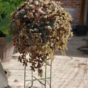 3 Rare Brown Teddy Bear Vine Cuttings Tradescantia House Plants Wandering Jew Houseplants