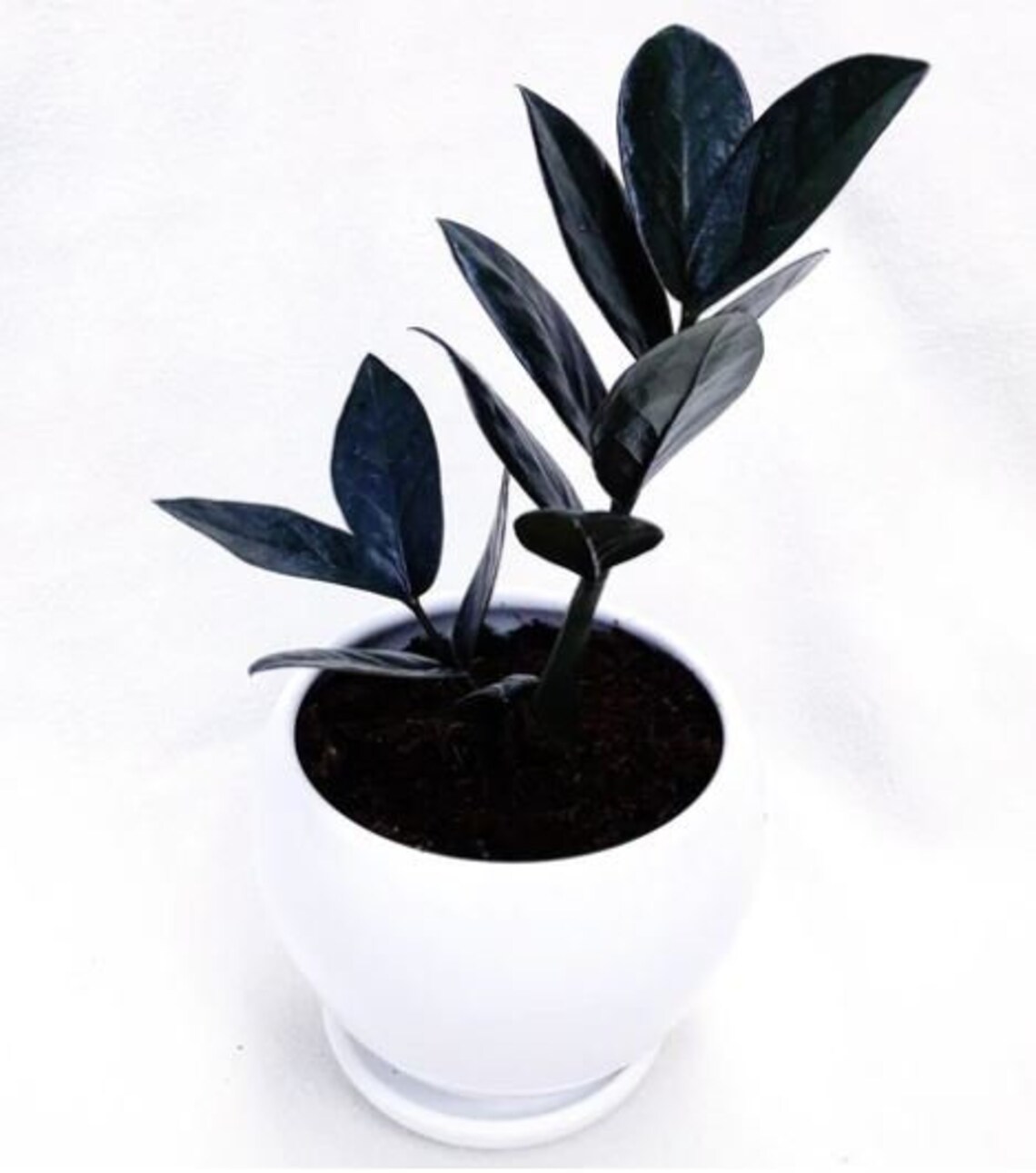 Black ZZ Plant Houseplants Live Plants Rare House Plant True Etsy