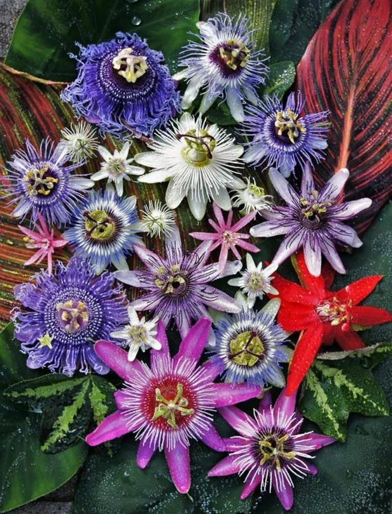 PRE-ORDER SALE - 3 Pack Mixed Passion Flowers Vine Starter Plant (live ...