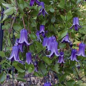 Clematis Blue Bells Flowers Vine Starter Plant (Live Plants) Rooguchi