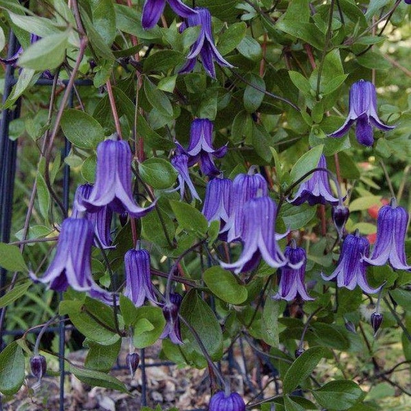Clematis Blue Bells Flowers Vine Starter Plant (Live Plants) Rooguchi