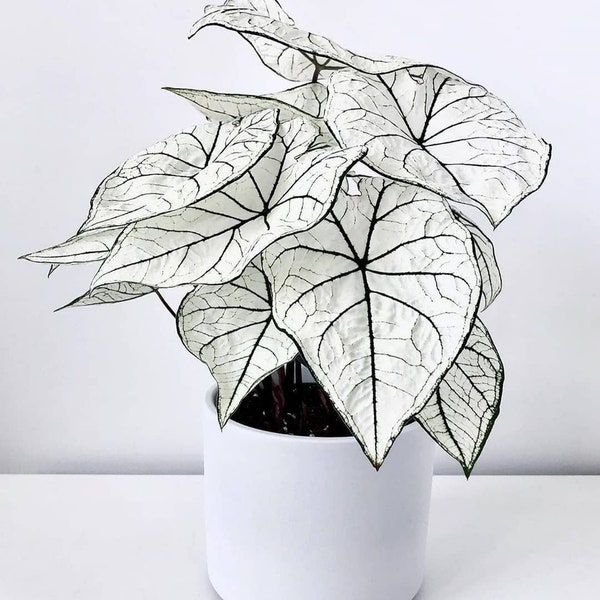 White Christmas Plant Caladium Flower Bulb PPP Plants - Stunning Easy To Grow Perennial Flower - White Beauty Pre-Order March