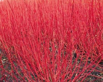 SUPER SALE - Arctic Fire Red Twig Dogwood