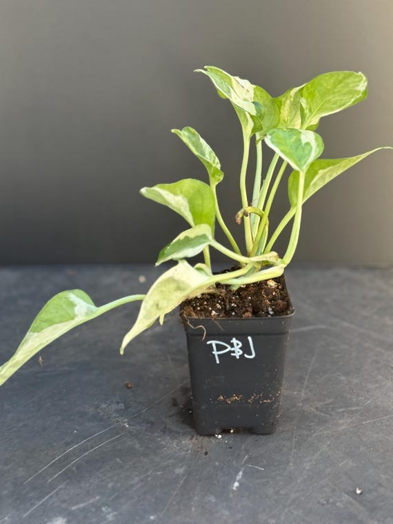plant pots for succulents Assorted Gift Succulents