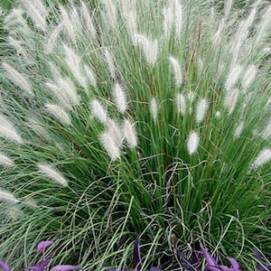 May include: A close-up of a patch of feathery white ornamental grass with green foliage. The grass is growing in a garden setting and is surrounded by purple foliage.