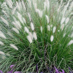 Dwarf Little Bunny Grass Pennisetum alopecuroides Perennial Ornamental 1 Live Plant Clumping White heads image 1