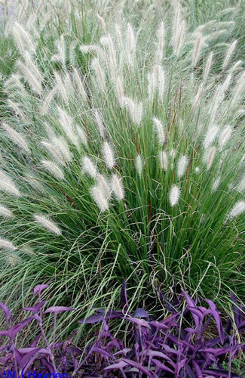 Dwarf Little Bunny Grass Pennisetum alopecuroides Perennial Ornamental 1 Live Plant Clumping White heads image 1
