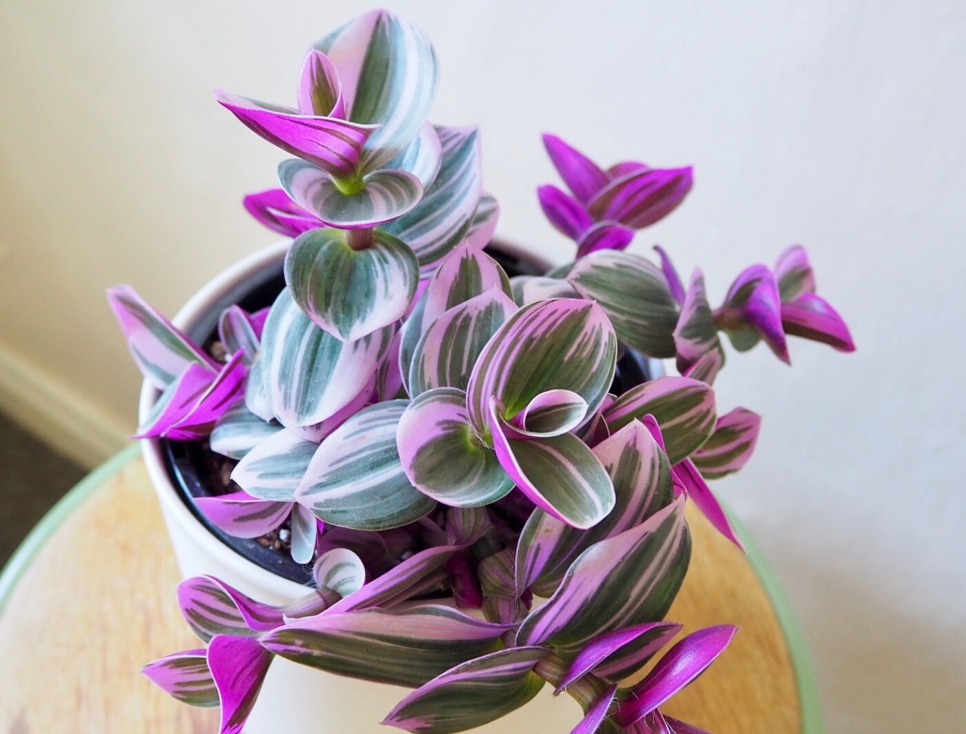 Tradescatia nanouk Rooted Starter Plant or cutting|Nanouk Pink Wander…