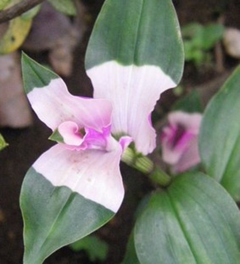 Blushing Bride Tradescantia House Plants Live Plant Potted Etsy
