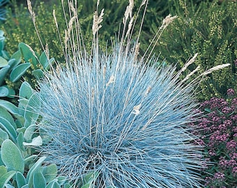Elijah Blue Fescue Grass