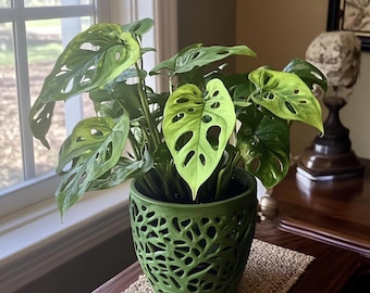 Swiss Cheese Monstera Trailing House Plant