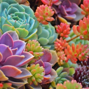 Succulent Cuttings (50) Colorful Mini Succulents Succulent Leaves FREE SHIPPING