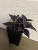 Dark Desire Tradescantia House Plants Live Plant potted 2.5' x 4' inch pots Black Plants 