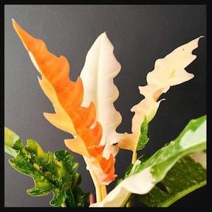SUPER SALE Ring of Fire Philodendron Houseplant Live Plant Exotic White Gold Orange Speckled Green Leaves