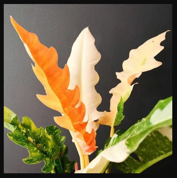 Ring of Fire Philodendron Houseplant Live Plant Exotic White Gold Orange Speckled Green Leaves