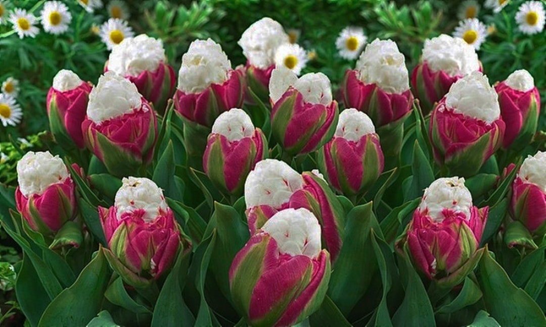 5 Tulipa Double Late Peony 'Ice Wonder' Bulbs - White Frilled Tulips With Pink Base, Spring Blooming, Perfect For UK Gardens