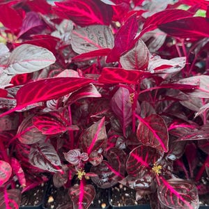 May include: Close-up of a group of red and green leafy plants. The leaves have a deep red color with green veins and edges.