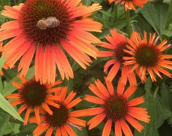 Orange Skipper Echinacea Coneflower Flowers Perennial Live Plant Summer Spring Flower Full Sun