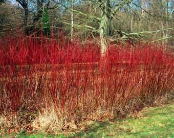 Red Twig Dogwood Cuttings Live Plant Perennial Shrubs Landscaping Plants Live Fence Hedge