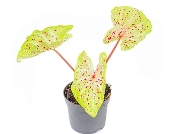 Miss Muffet Caladium Flower Bulb PPP Plants - Stunning Easy To Grow Perennial Flower Lime Green Pink Polka Dots