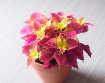 Coleus 'Alabama Sunset' Live Plant