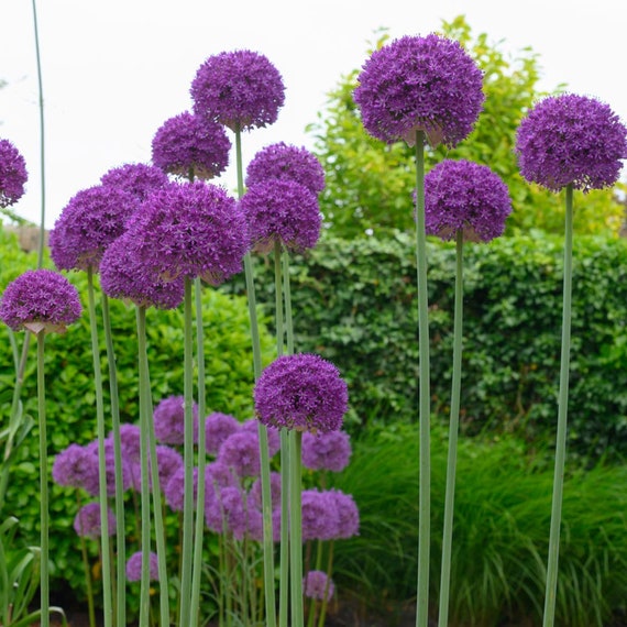Purple flower bulbs online