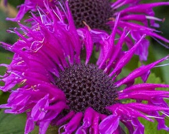 May include: Close-up of two vibrant purple bee balm flowers with dark brown centers. The petals are a rich magenta hue, and the flowers are surrounded by green foliage. The image highlights the intricate details of the blooms.