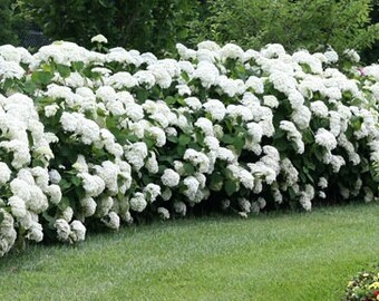 Annabelle Hydrangea Plants Cuttings Fresh Cut Flower Stems Upon Order No Roots