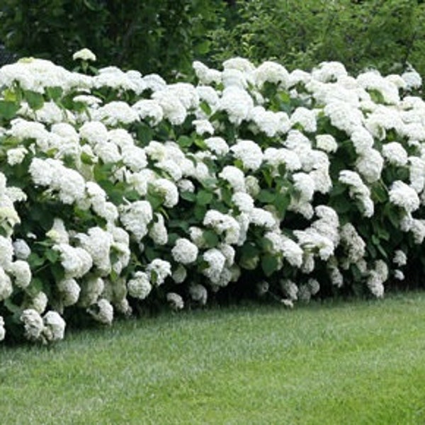 Annabelle Hydrangea Plant Live Landscaping Plants Perennial Shrubs