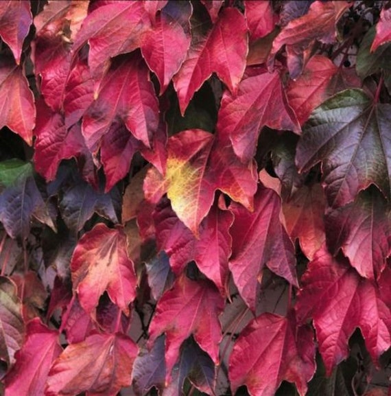Virginia Creeper vs Boston Ivy: What's the Difference? - A-Z Animals