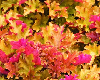 Marmalade Heuchera with Flowers Perennial Live Plant Summer Spring Flower FULL Sun Coral Bells