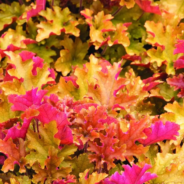 Marmalade Heuchera with Flowers Perennial Live Plant Summer Spring Flower FULL Sun Coral Bells