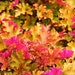 see more listings in the Shade Plants section