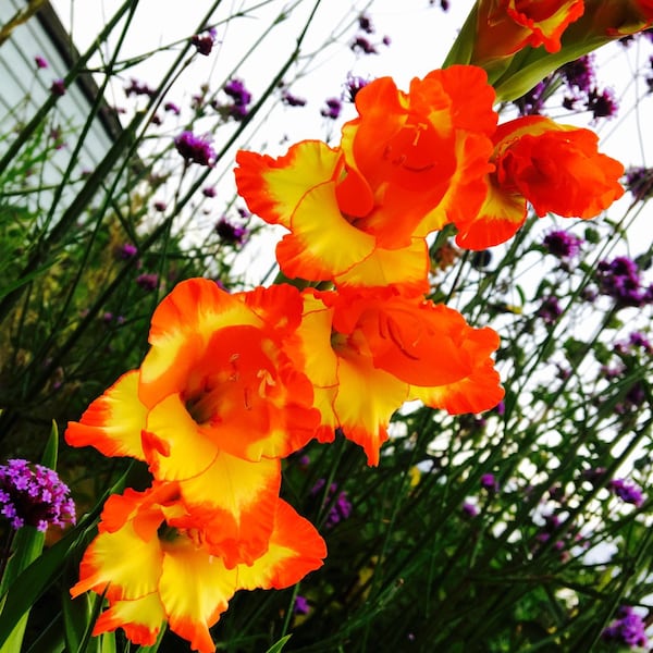 5 Princess Margaret Rose Gladiolus Bulbs Flowers lilies Perennial Flower Live Plants RARE zones 1-11