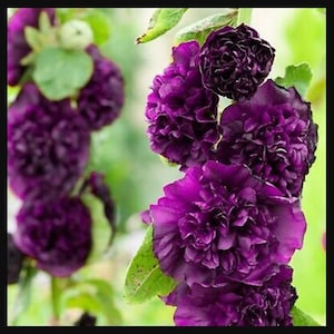 Violet Double Hollyhock Live Plant Perennial Flowers in Summer
