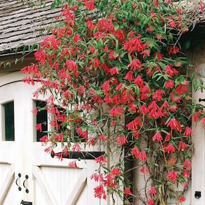 May include: A vibrant red honeysuckle vine with trumpet-shaped flowers growing up a white wooden wall.