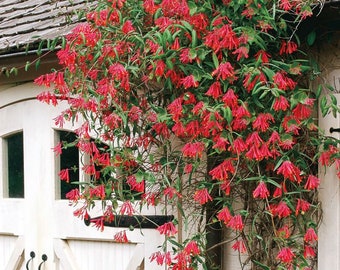 Vine Major Wheeler Honeysuckle Hummingbirds Flowers Full Sun Fragrant Red Flowers