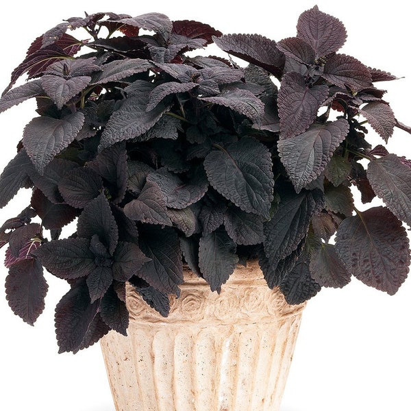 Coleus 'Black Star' Live Plant