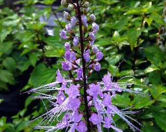 PRE-ORDER SALE - Lavender Cat Whisker