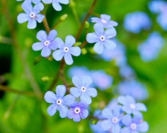 Forget Me Not Brunnera Perennial Flowers Live Shade Plants Blue Flower