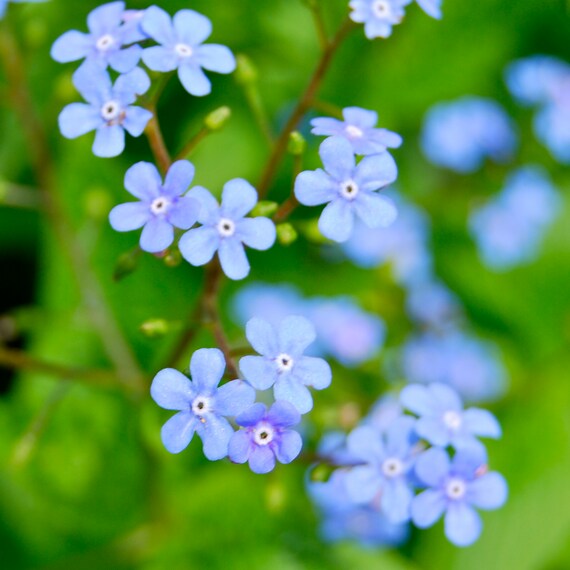 Me Not Brunnera Perennial Flowers Live Shade Plants Etsy