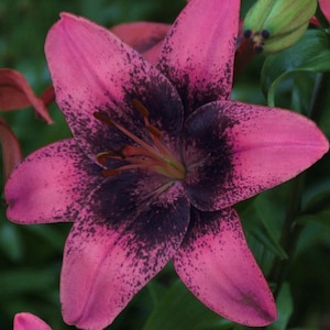 Black Lily Asiatic 'Purple Dream' Dark Eyes Flowers lilies Perennial Flower Live Plants RARE zone 3-9