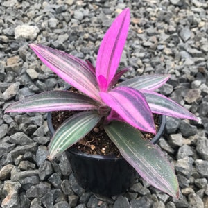 Pode incluir: Uma planta Tradescantia em vaso, com folhas listradas em rosa e verde vibrantes. A planta est&aacute; em um vaso de pl&aacute;stico preto, em um fundo de cascalho cinza.