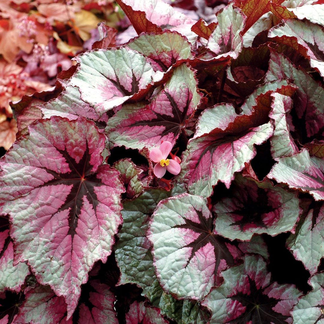 Rex Raptor Blush First Blush Rex Begonia - Houseplant - Rare - Multi Color - Etsy