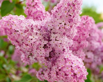 Pink Lilac Cuttings Fresh Fragrant Flowers Plant Cut on Order.  Zones 3-8 Best.  May be dormant Winter thru Spring